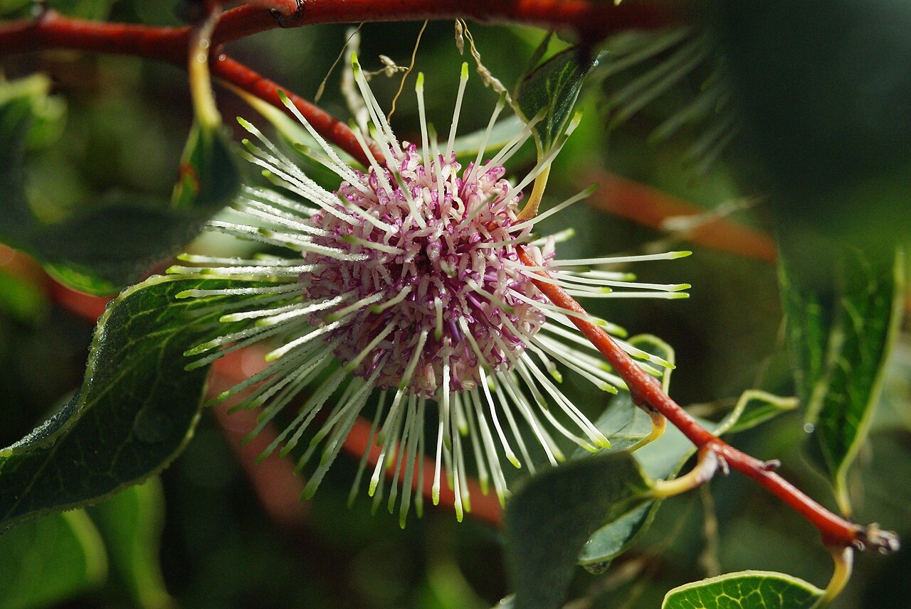 Emu bush: w:Hakea laurina flower