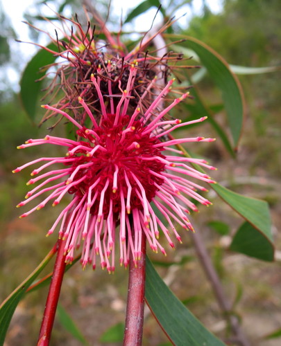 Emu bush (Hakea laurina)