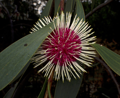 Emu bush (Hakea laurina)
