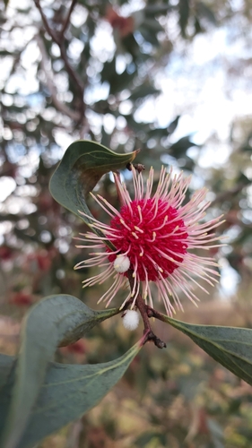 Emu bush (Hakea laurina)