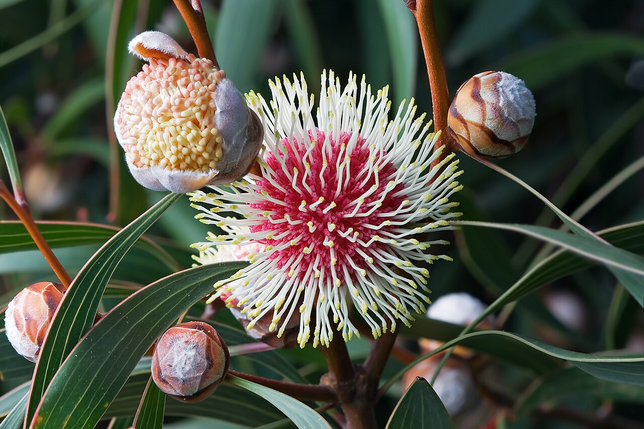 Emu bush: Pincushion Hakea ( Hakea laurina ), Austins Ferry, Tasmania, Australia