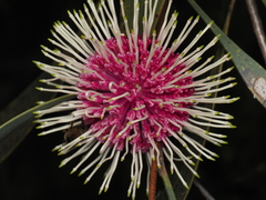 Emu bush (Hakea laurina)