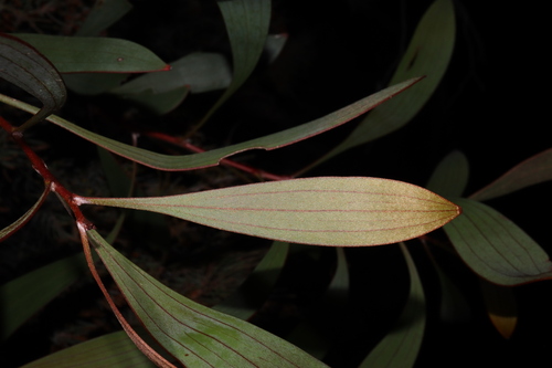 Emu bush (Hakea laurina)