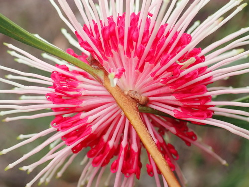 Emu bush (Hakea laurina)