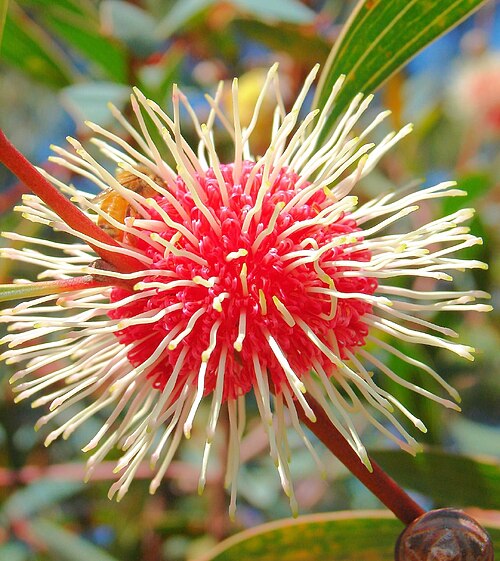 Emu bush: Hakea petiolaris Hakea laurina
