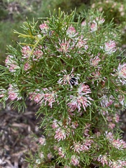 Duck and drake bush (Hakea lissocarpha)