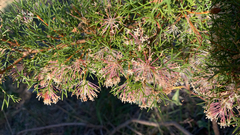 Duck and drake bush (Hakea lissocarpha)