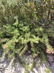 Duck and drake bush (Hakea lissocarpha)