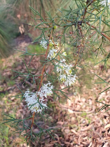 Duck and drake bush (Hakea lissocarpha)