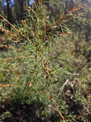 Duck and drake bush (Hakea lissocarpha)