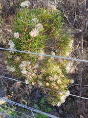 Duck and drake bush (Hakea lissocarpha)