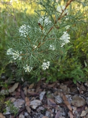 Duck and drake bush (Hakea lissocarpha)