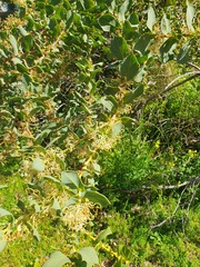 Hakea prostrata (Hakea prostrata)