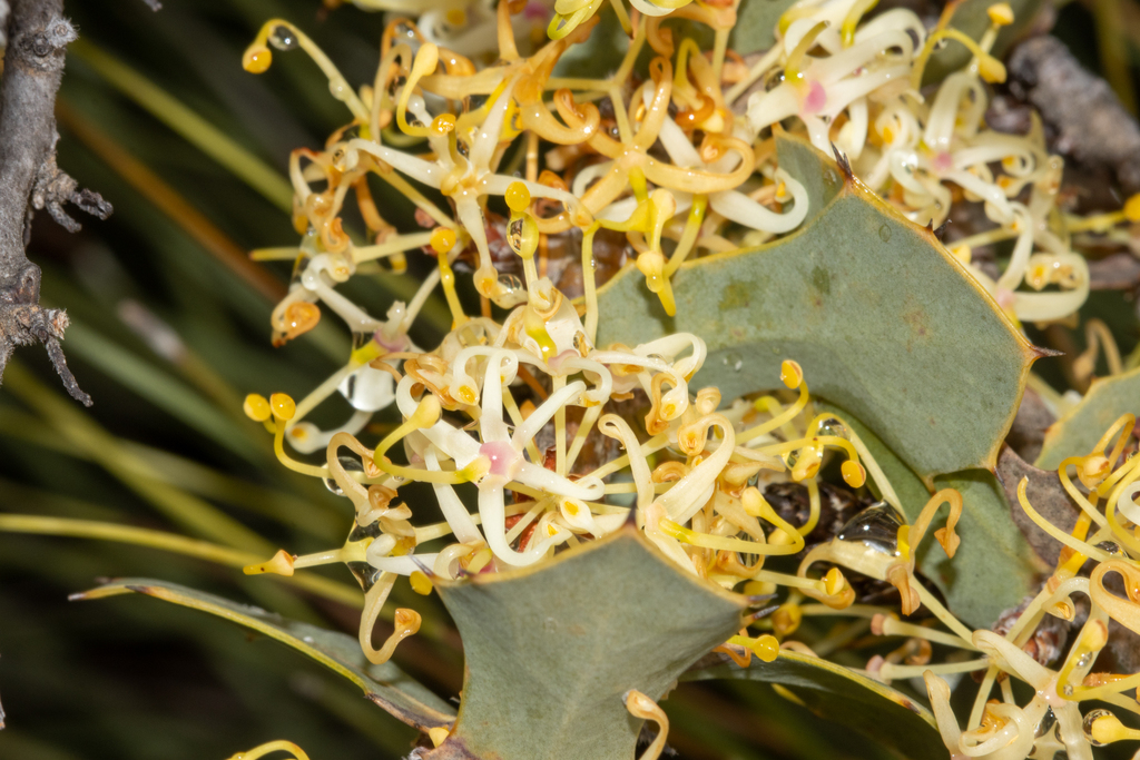 Hakea prostrata (Hakea prostrata)