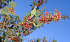 Hakea prostrata (Hakea prostrata)