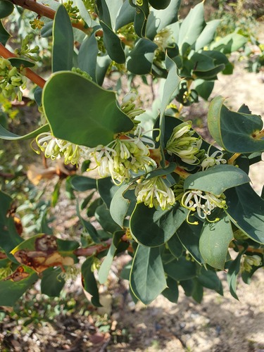 Hakea prostrata (Hakea prostrata)