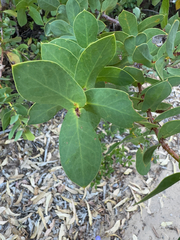 Hakea prostrata (Hakea prostrata)