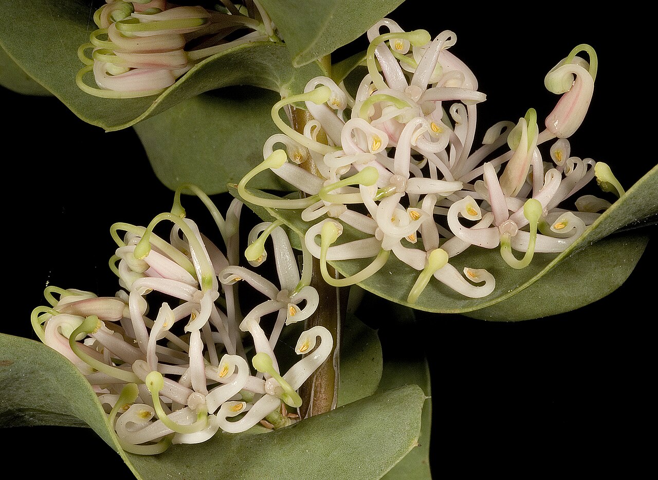 Hakea prostrata: KRT3686