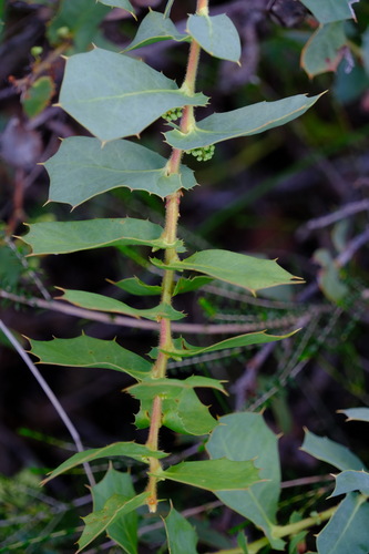 Hakea prostrata (Hakea prostrata)