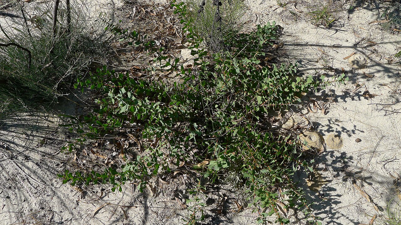 Hakea prostrata: Harsh Hakea, Hakea prostrata , that's pretty prostrate. Talbot Road Reserve, Swan View, Western Australia, May 2012.