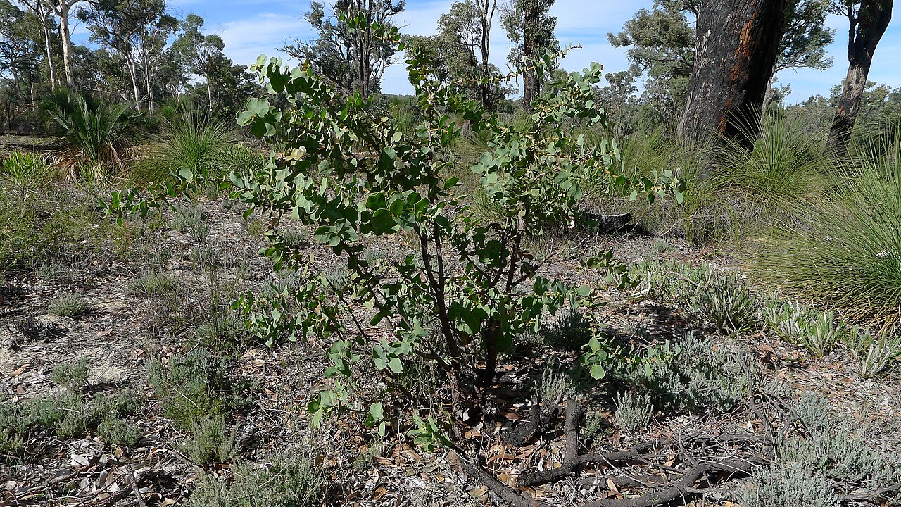 Hakea prostrata: Harsh Hakea, Hakea prostrata . Wandoo National Park, Western Australia, May 2012.