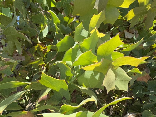 Hakea prostrata (Hakea prostrata)