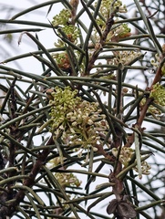 Hakea recurva (Hakea recurva)