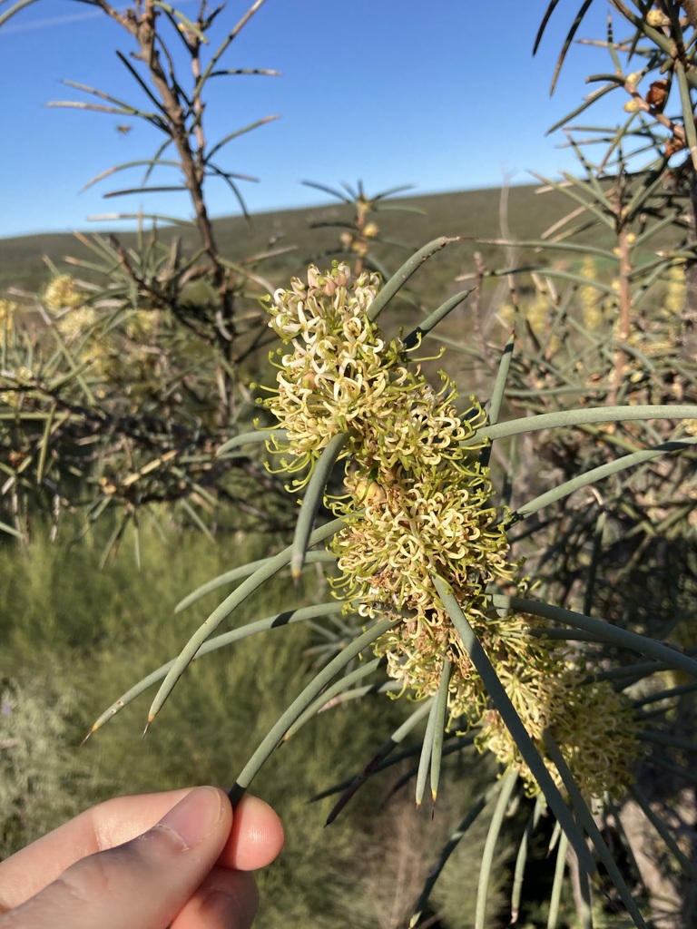 Hakea recurva (Hakea recurva)