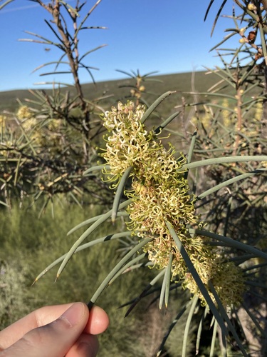 Hakea recurva (Hakea recurva)