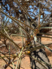 Hakea recurva (Hakea recurva)