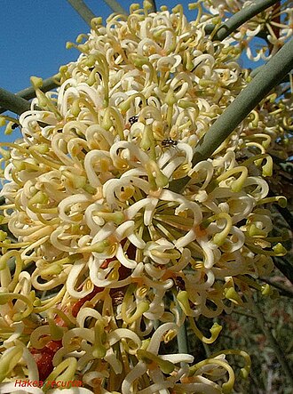 Hakea recurva: Hakea recurva