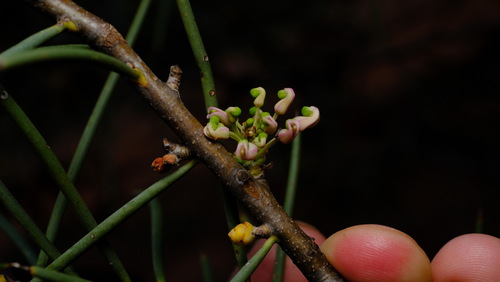 Hakea recurva (Hakea recurva)