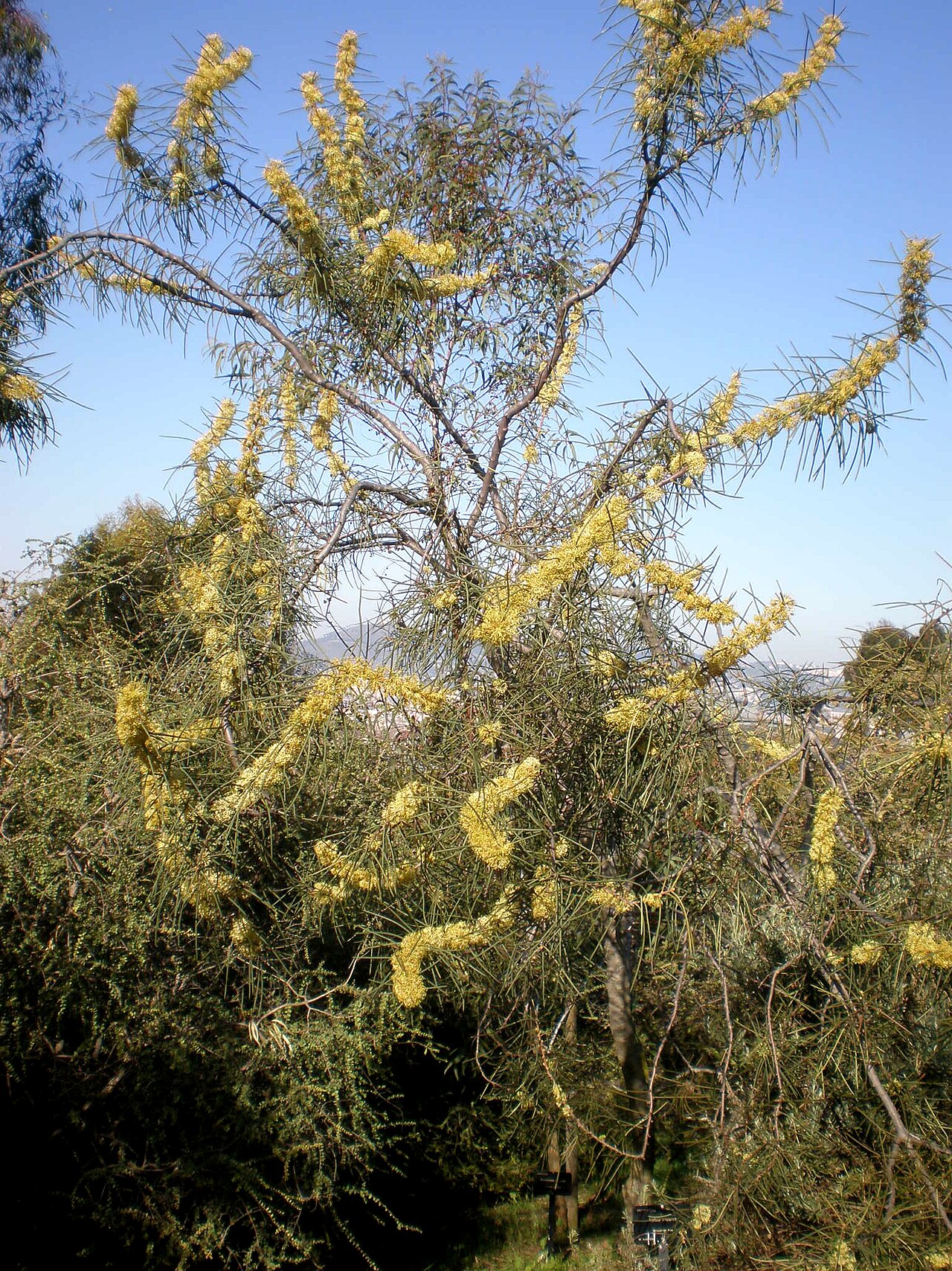 Hakea recurva: Jardín Botánico de Barcelona.