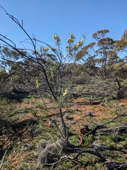 Hakea recurva (Hakea recurva)