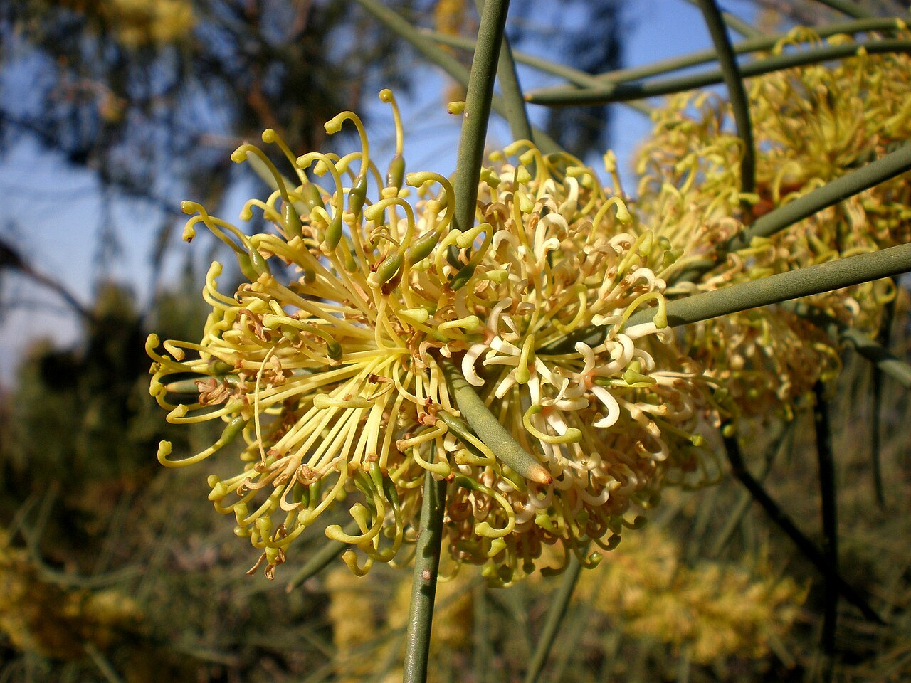 Hakea recurva: Jardín Botánico de Barcelona.