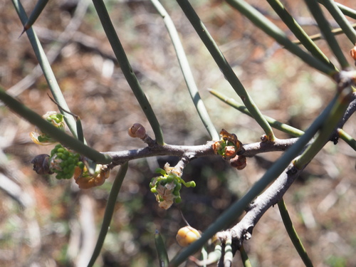 Hakea recurva (Hakea recurva)