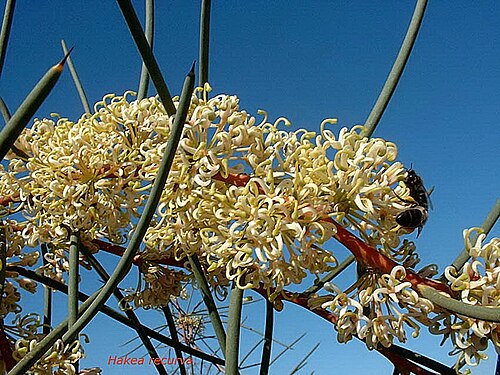 Hakea recurva: Hakea recurva