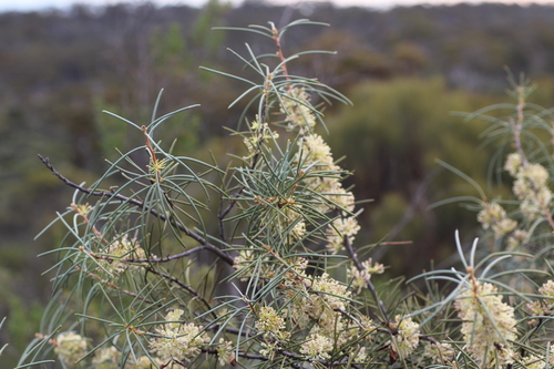 Hakea recurva (Hakea recurva)