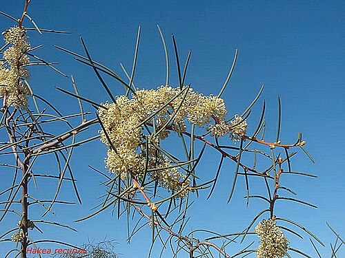 Hakea recurva: Hakea recurva