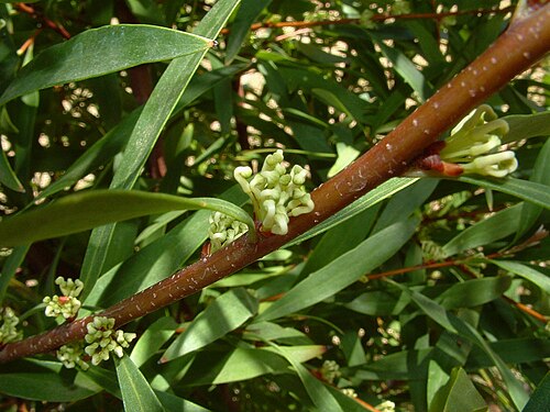 Hakea salicifolia: Hakea salicifolia (Willow-leaved Hakea) in flower. Taken in New South Wales, Australia.