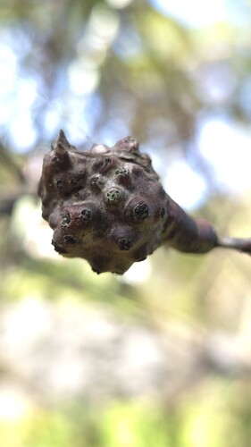 Hakea salicifolia (Hakea salicifolia)