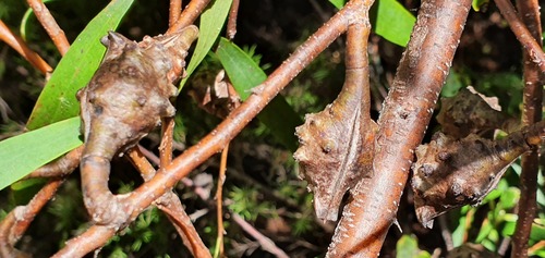 Hakea salicifolia (Hakea salicifolia)