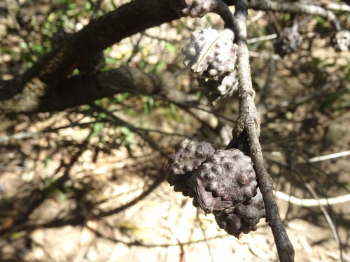 Hakea salicifolia (Hakea salicifolia)