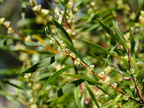 Hakea salicifolia (Hakea salicifolia)
