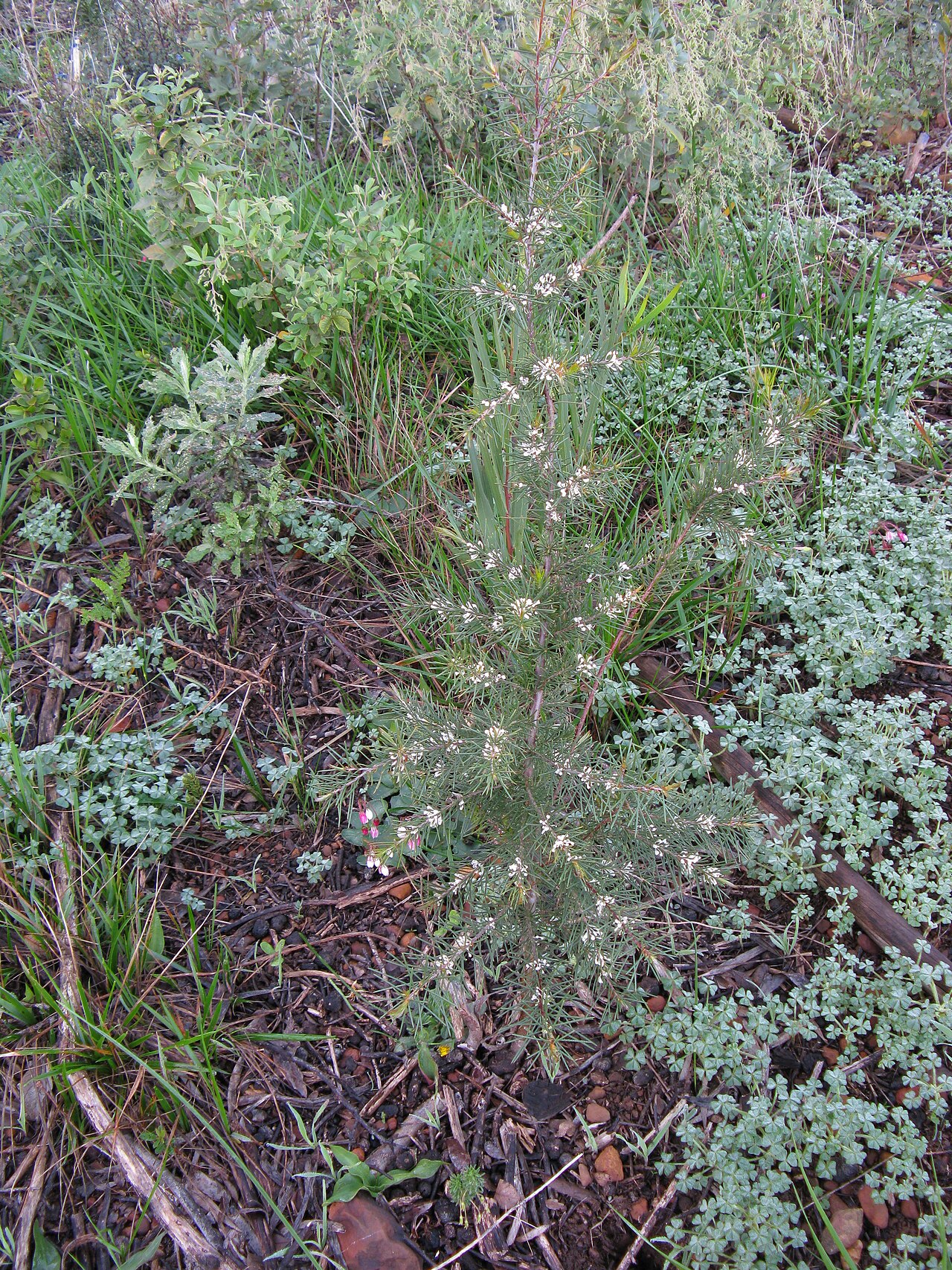 Hakea sericea: The flowering sapling to the right of the crassula is a young ,Hakea sericea limited in distribution in eastern Australia, but a curse in South Africa.