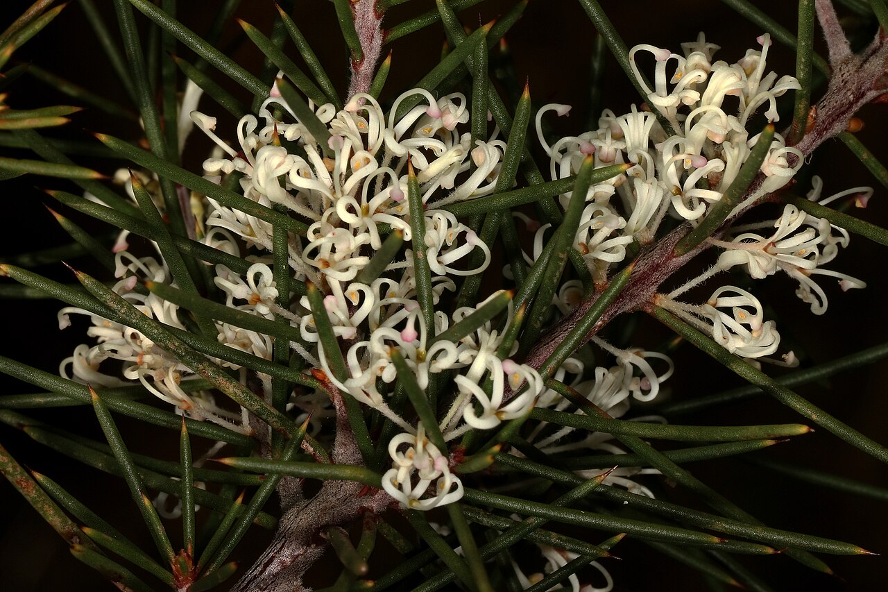 Hakea sericea: Hakea sericea , flowers. Naturalised alien invader, Jonkershoek Nature Reserve, Stellenbosch, Western Cape, South Africa