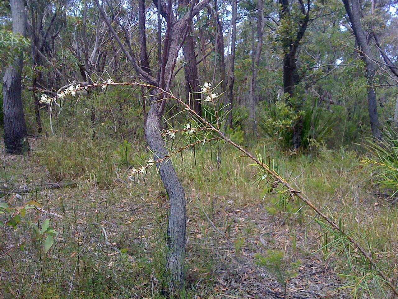 Hakea sericea: Sometimes Hakea sericea is not much more than a prickly branch. Dharawal Nature Reserve, NSW, Australia, December 2008.