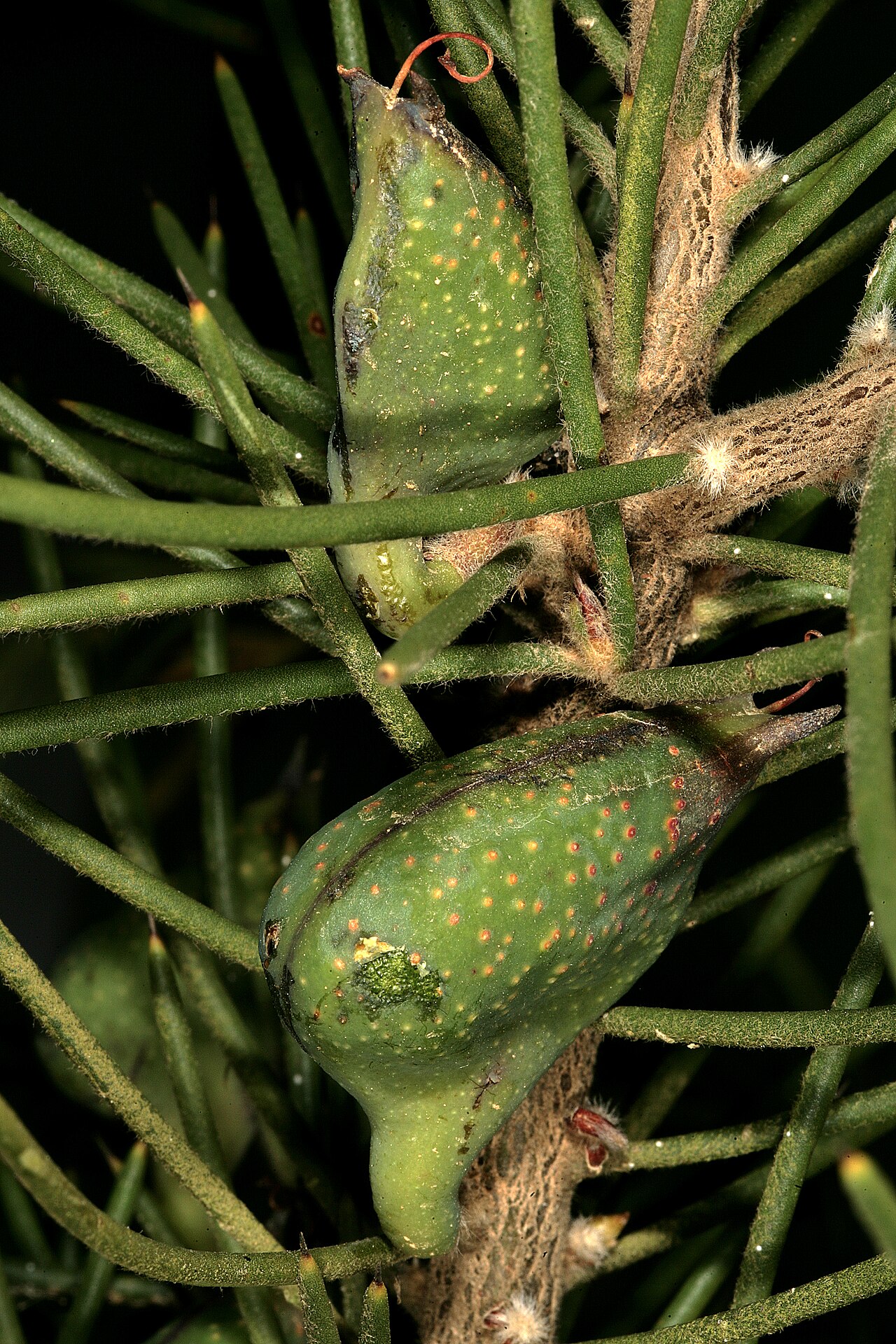 Hakea sericea: Hakea sericea , green developing fruit. Alien invader, Caledon, Western Cape, South Africa