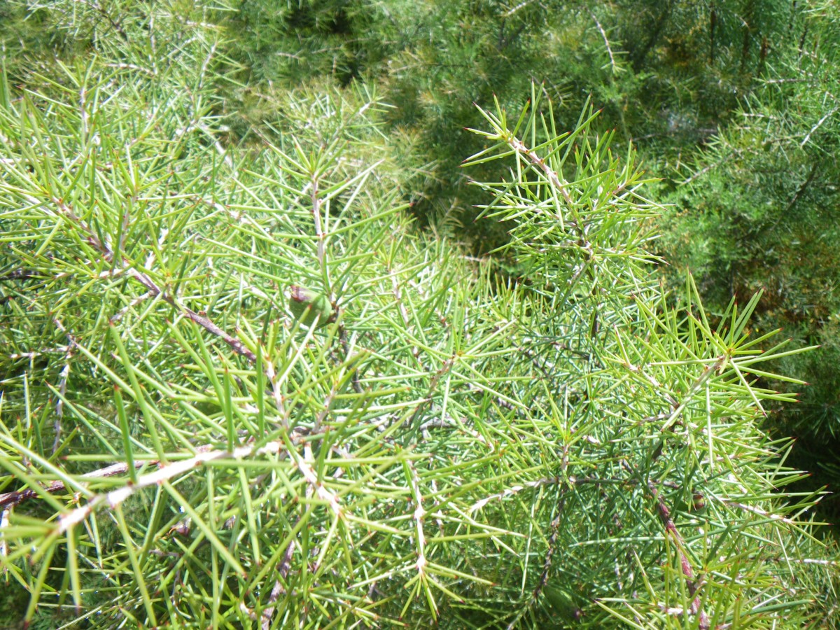 Hakea sericea: Hakea sericea