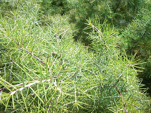 Hakea sericea: Hakea sericea